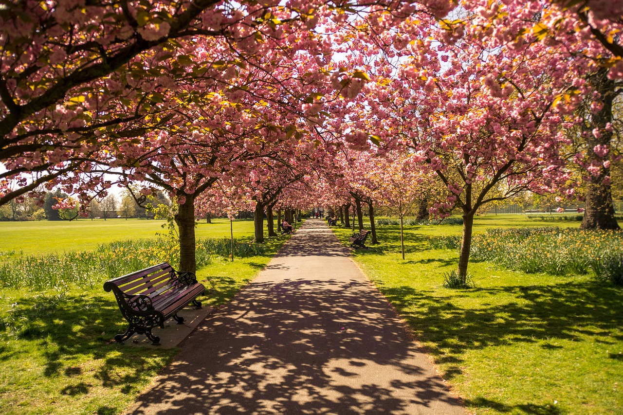 park, trees, path-737228.jpg